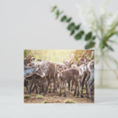 Kutest Baby Animals | Svalbard Reindeer Briefkaart (Staand voorkant)