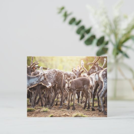 Kutest Baby Animals | Svalbard Reindeer Briefkaart (Staand voorkant)