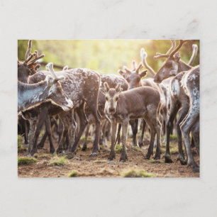 Kutest Baby Animals   Svalbard Reindeer Briefkaart