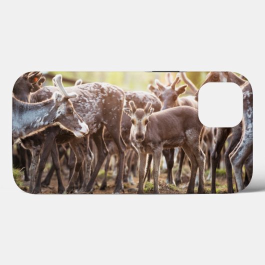Kutest Baby Animals | Svalbard Reindeer Case-Mate iPhone Case (Achterkant (horizontaal))
