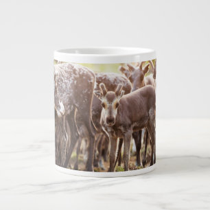 Kutest Baby Animals   Svalbard Reindeer Grote Koffiekop