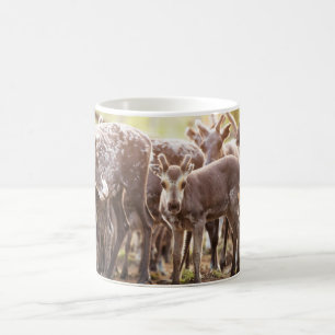 Kutest Baby Animals Svalbard Reindeer Koffiemok