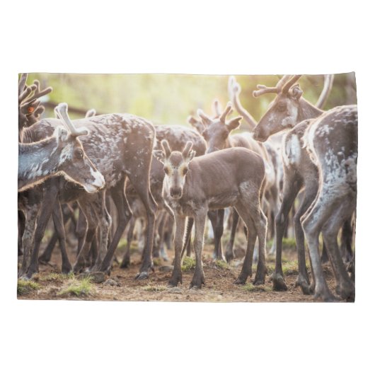 Kutest Baby Animals | Svalbard Reindeer Kussensloop (Achterkant)