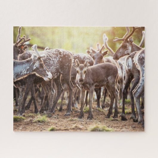 Kutest Baby Animals | Svalbard Reindeer Legpuzzel (Horizontaal)