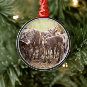 Kutest Baby Animals   Svalbard Reindeer Metalen Ornament