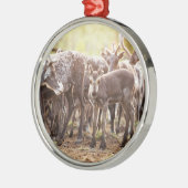 Kutest Baby Animals | Svalbard Reindeer Metalen Ornament (Links)