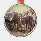 Kutest Baby Animals | Svalbard Reindeer Metalen Ornament (Voorkant)