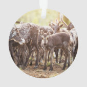 Kutest Baby Animals | Svalbard Reindeer Ornament (achterkant)
