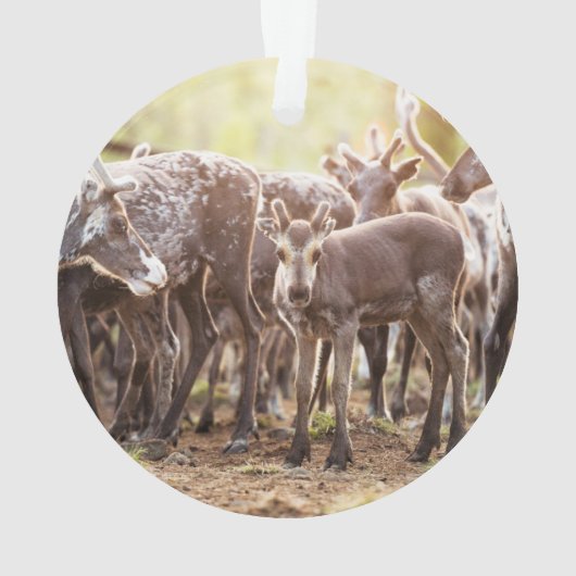 Kutest Baby Animals | Svalbard Reindeer Ornament (achterkant)