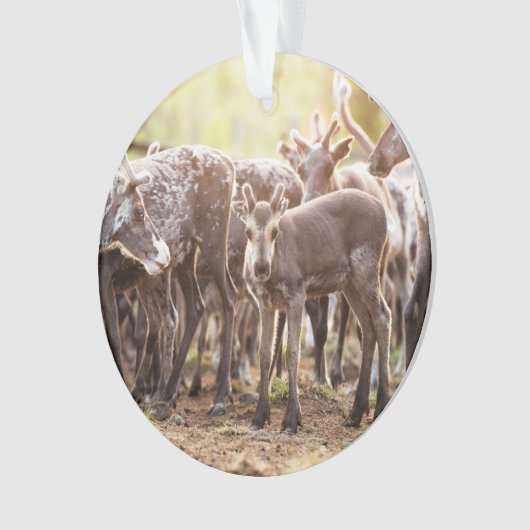 Kutest Baby Animals | Svalbard Reindeer Ornament (voorkant)