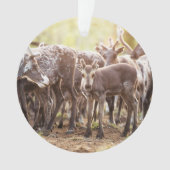 Kutest Baby Animals | Svalbard Reindeer Ornament (voorkant)