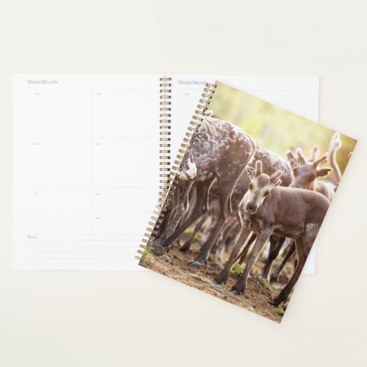 Kutest Baby Animals | Svalbard Reindeer Planner (Display)