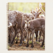 Kutest Baby Animals | Svalbard Reindeer Planner (Voorkant)