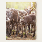 Kutest Baby Animals | Svalbard Reindeer Planner (Achterkant)