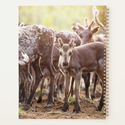 Kutest Baby Animals | Svalbard Reindeer Planner (Achterkant)