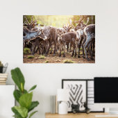 Kutest Baby Animals | Svalbard Reindeer Poster (Thuiskantoor)