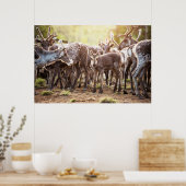 Kutest Baby Animals | Svalbard Reindeer Poster (Keuken)