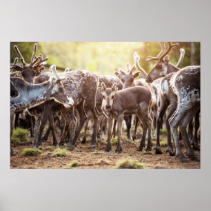 Kutest Baby Animals   Svalbard Reindeer Poster