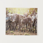 Kutest Baby Animals | Svalbard Reindeer Wandkleed (Voorkant (horizontaal))