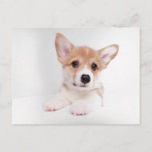 Kutest Baby Animals   Sweet Baby Corgi Briefkaart