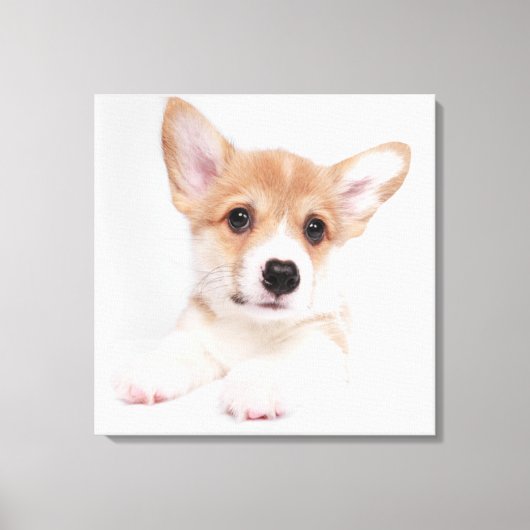 Kutest Baby Animals | Sweet Baby Corgi Canvas Afdruk (Voorkant)