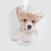 Kutest Baby Animals | Sweet Baby Corgi Ornament (achterkant)