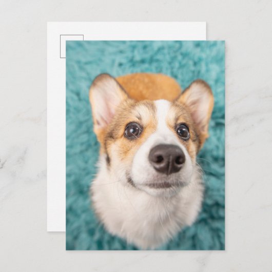 Kutest Baby Animals | Sweet Corgi Puppy Face Briefkaart (Voorkant / Achterkant)