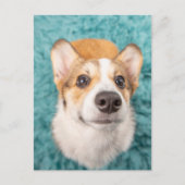 Kutest Baby Animals | Sweet Corgi Puppy Face Briefkaart (Voorkant)