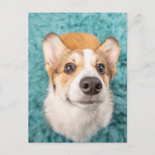 Kutest Baby Animals | Sweet Corgi Puppy Face Briefkaart (Voorkant)