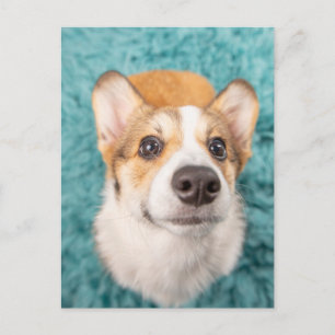 Kutest Baby Animals   Sweet Corgi Puppy Face Briefkaart