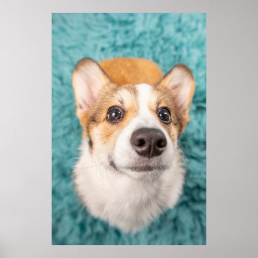 Kutest Baby Animals | Sweet Corgi Puppy Face Poster (Voorkant)