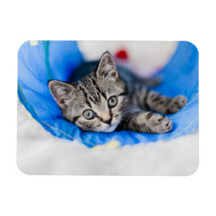 Kutest Baby Animals   Tabby Kitten in Play Tunnel Magneet