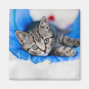 Kutest Baby Animals   Tabby Kitten in Play Tunnel Magneet