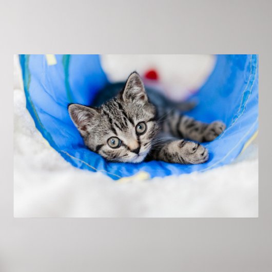 Kutest Baby Animals | Tabby Kitten in Play Tunnel Poster (Voorkant)