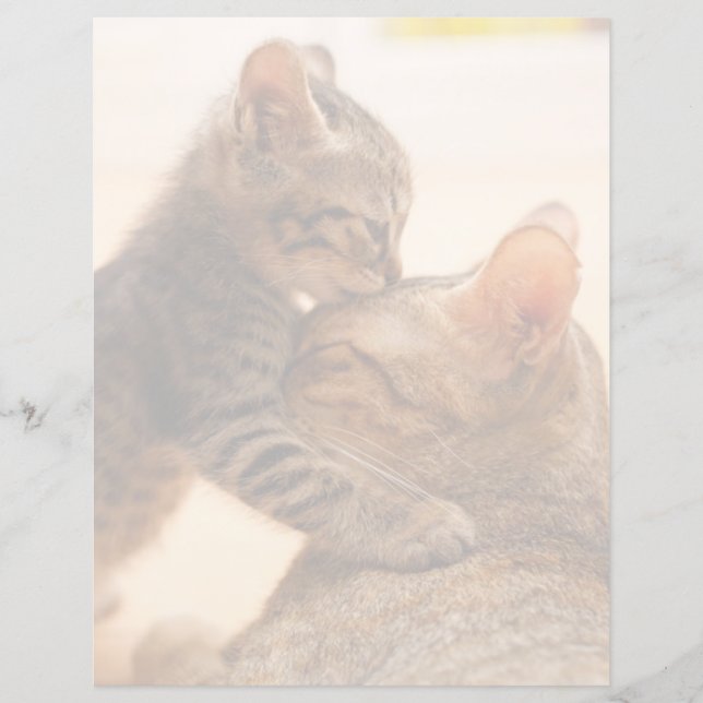 Kutest Baby Animals | Tabby Kitten Kiss (Voorkant)