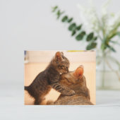 Kutest Baby Animals | Tabby Kitten Kiss Briefkaart (Staand voorkant)