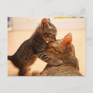 Kutest Baby Animals   Tabby Kitten Kiss Briefkaart