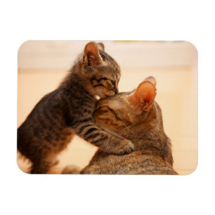 Kutest Baby Animals   Tabby Kitten Kiss Magneet