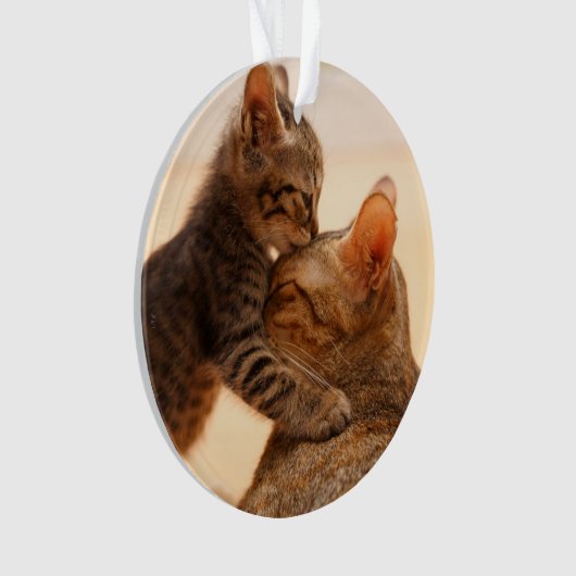 Kutest Baby Animals | Tabby Kitten Kiss Ornament (voorkant)