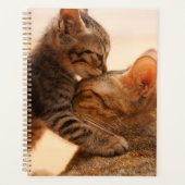 Kutest Baby Animals | Tabby Kitten Kiss Planner (Voorkant)