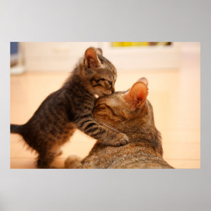 Kutest Baby Animals   Tabby Kitten Kiss Poster