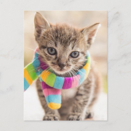 Kutest Baby Animals | Tabby Kitten Rainbow Scarf Briefkaart (Voorkant)