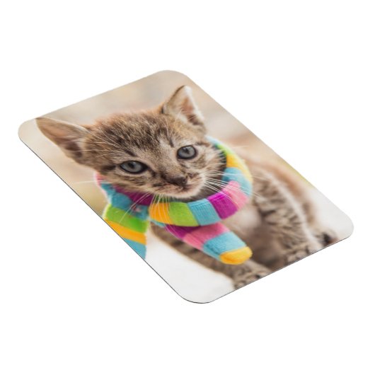 Kutest Baby Animals | Tabby Kitten Rainbow Scarf Magneet (Rechterzijde)