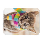 Kutest Baby Animals | Tabby Kitten Rainbow Scarf Magneet (Horizontaal)