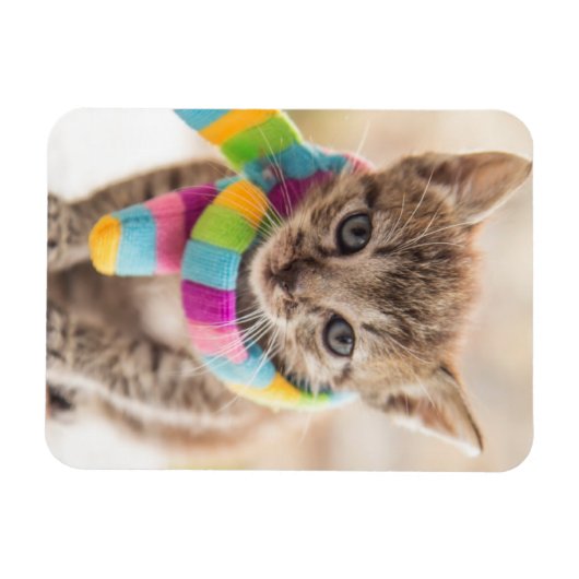 Kutest Baby Animals | Tabby Kitten Rainbow Scarf Magneet (Horizontaal)