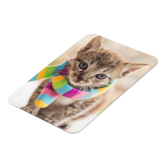 Kutest Baby Animals | Tabby Kitten Rainbow Scarf Magneet (Linkerzijde)