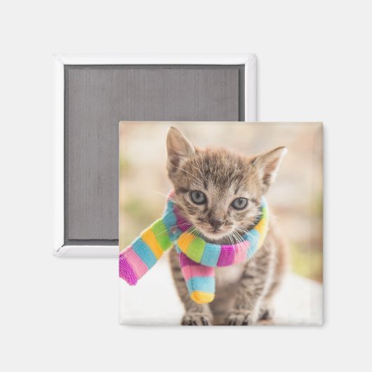 Kutest Baby Animals | Tabby Kitten Rainbow Scarf Magneet (Voorkant / Achterkant)