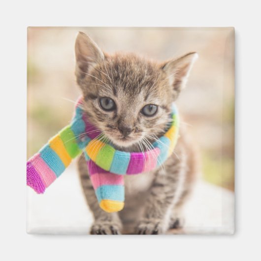 Kutest Baby Animals | Tabby Kitten Rainbow Scarf Magneet (Voorkant)