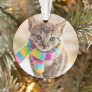 Kutest Baby Animals   Tabby Kitten Rainbow Scarf Ornament