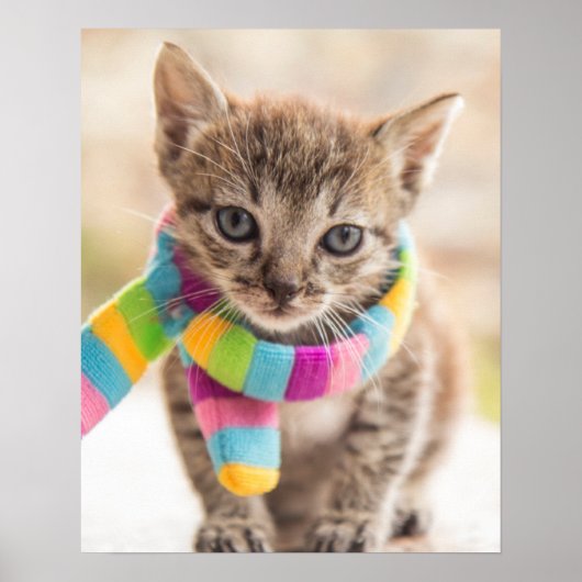 Kutest Baby Animals | Tabby Kitten Rainbow Scarf Poster (Voorkant)
